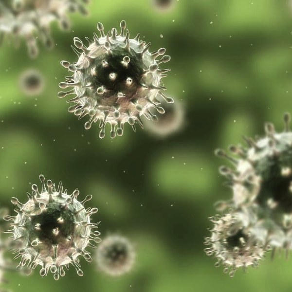 Симптоми грипу у дорослих свинячого грипу, пташиного грипу